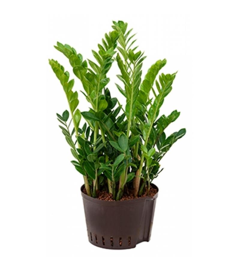 Zamioculcas zamiifolia XL hydrocultuur plant