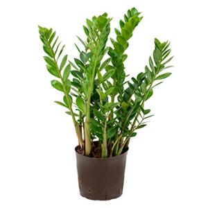 Zamioculcas zamiifolia L hydrocultuur plant