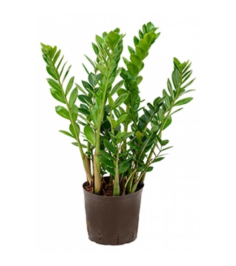 Zamioculcas zamiifolia L hydrocultuur plant