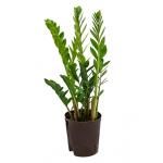 Zamioculcas zamiifolia M hydrocultuur plant