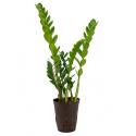 Zamioculcas zamiifolia S hydrocultuur plant