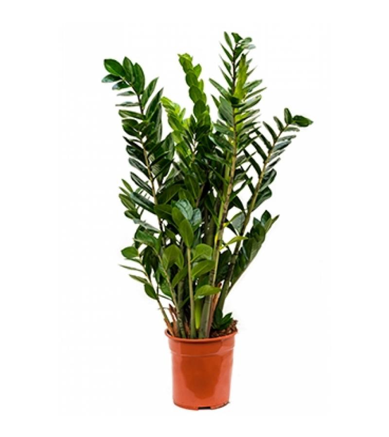 Zamioculcas zamiifolia S kamerplant