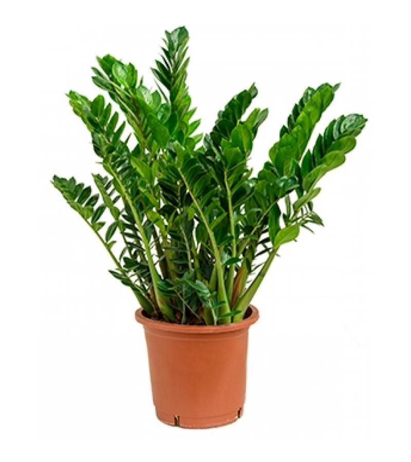 Zamioculcas zamiifolia L kamerplant