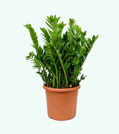 Zamioculcas zamiifolia XL kamerplant