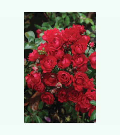 Rode bodembedekkende roos