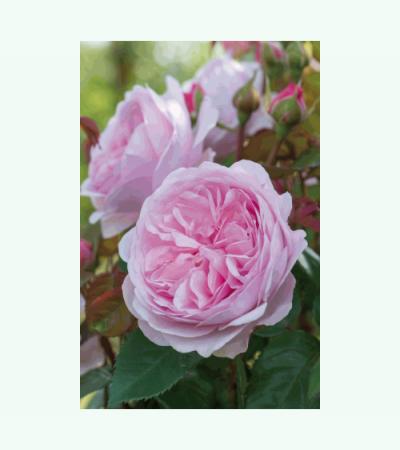 Zalm/roze engelse roos