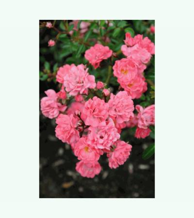 Zalm/roze bodembedekkende roos