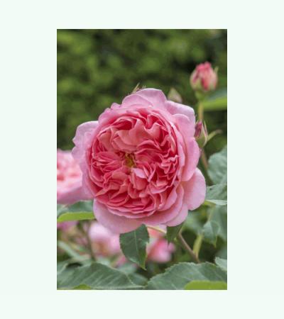 Zalm/roze engelse roos
