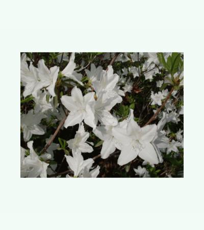 Rhododendron wit