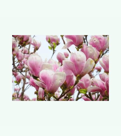 Magnolia stam