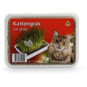Kattengras in plastic box