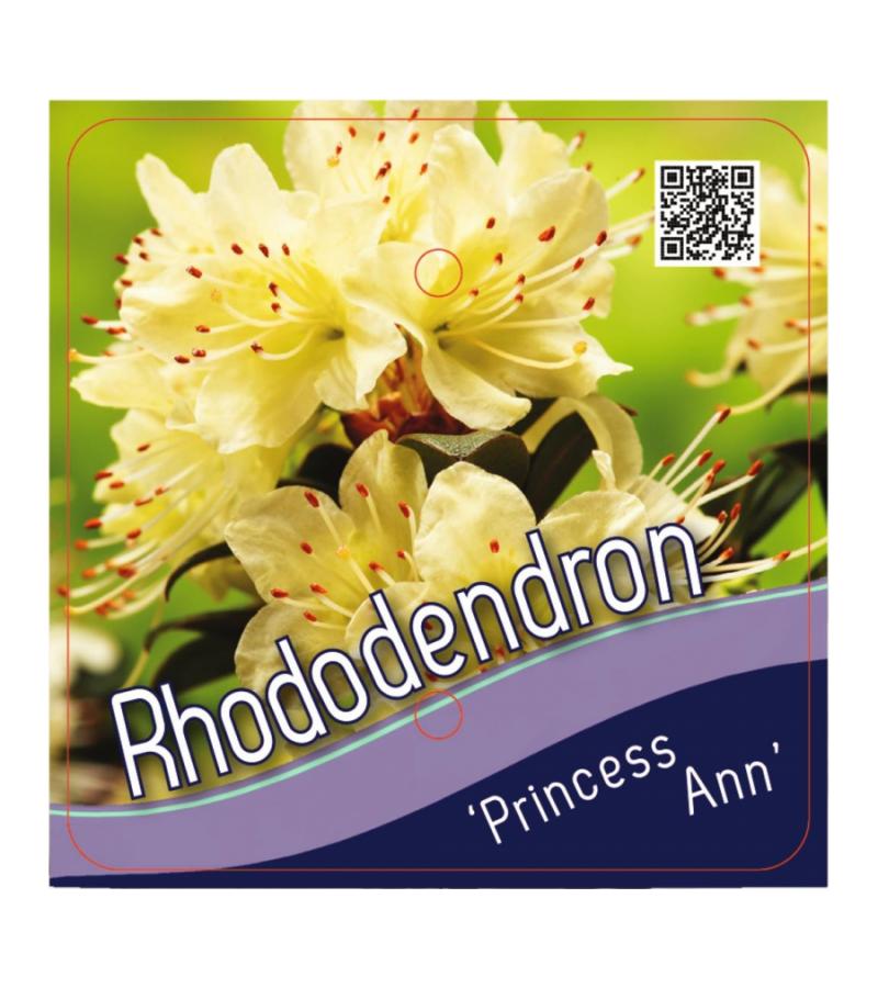 Dwerg rododendron (Rhododendron "Princess Anne") heester