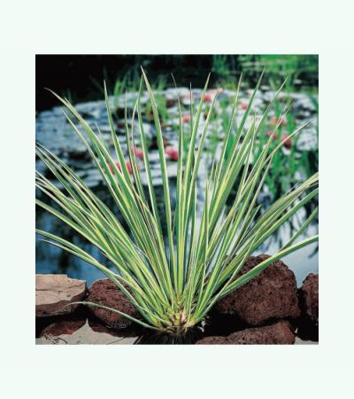 Dwergkalmoes (Acorus gramineus) moerasplant (6-stuks)