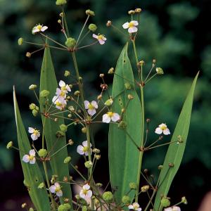 Afbeelding Slanke waterweegbree (Alisma lanceolata) moerasplant - 6 stuks door Tuinexpress.nl