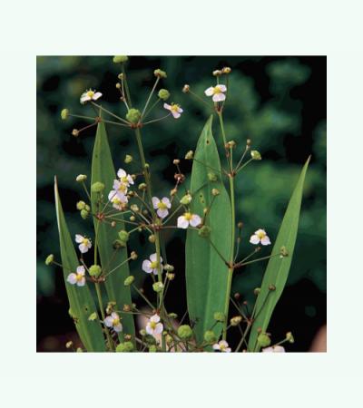 Slanke waterweegbree (Alisma lanceolata) moerasplant (6-stuks)