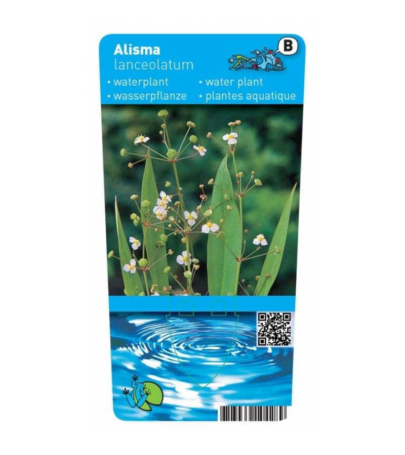 Slanke waterweegbree (Alisma lanceolata) moerasplant (6-stuks)