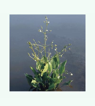 Grote waterweegbree (Alisma plantago-aquatica) moerasplant (6-stuks)