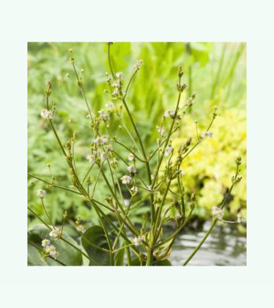 Waterweegbree (Alisma parviflora) moerasplant (6-stuks)