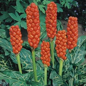 Afbeelding Italiaanse aronskelk (Arum Italicum) moerasplant - 6 stuks door Tuinexpress.nl