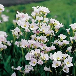 Afbeelding Pinksterbloem (Cardamine pratensis) moerasplant - 6 stuks door Tuinexpress.nl