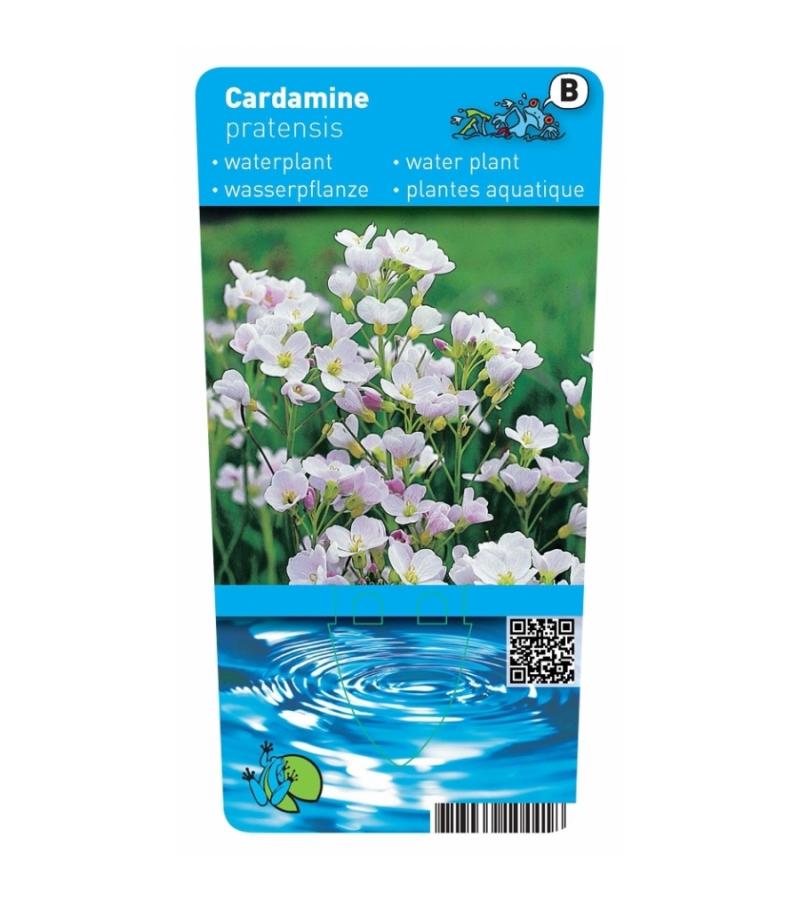 Pinksterbloem (Cardamine pratensis) moerasplant (6-stuks)
