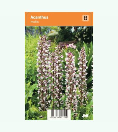 Akant (acanthus mollis) zomerbloeier
