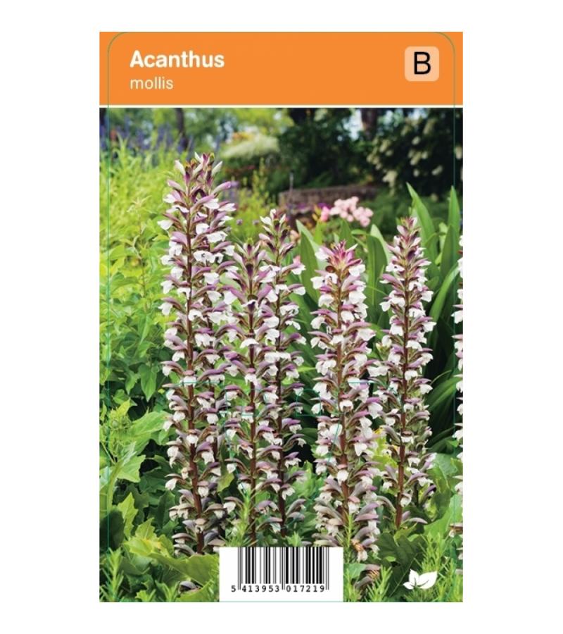 Akant (acanthus mollis) zomerbloeier