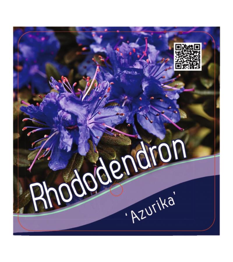 Dwerg rododendron (Rhododendron "Azurika") heester
