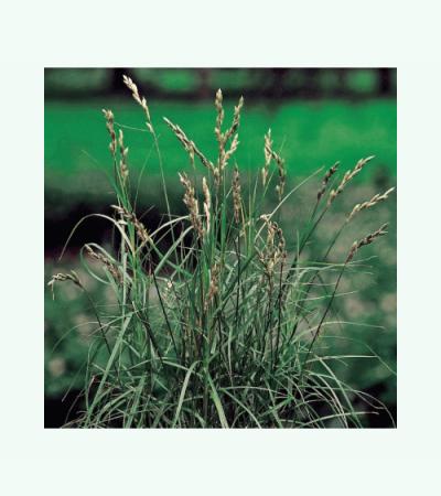 Palmzegge (Carex Muskingunemsis) moerasplant (6-stuks)