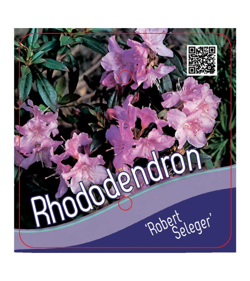 Dwerg rododendron (Rhododendron "Robert Seleger") heester