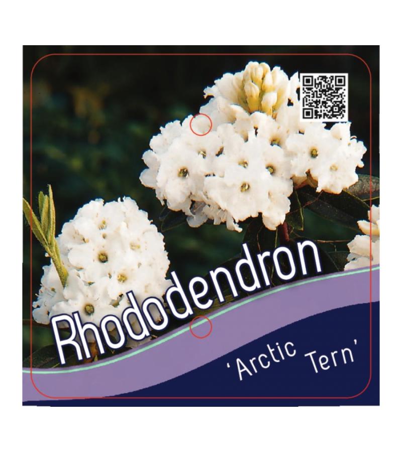 Dwerg rododendron (Rhododendron "Arctic Tern") heester