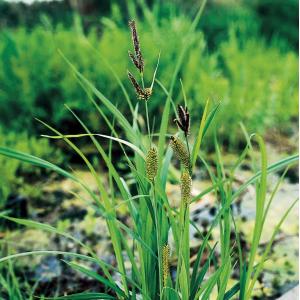 Afbeelding Oeverzegge (Carex riparia) moerasplant - 6 stuks door Tuinexpress.nl