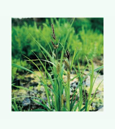 Oeverzegge (Carex riparia) moerasplant (6-stuks)
