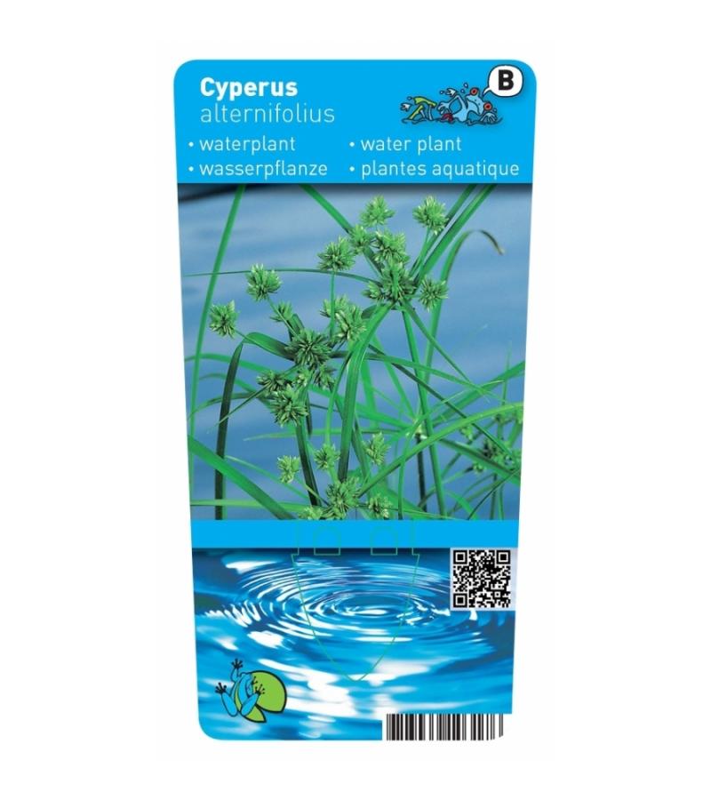 Parapluplant (Cyperus alternifolius) moerasplant (6-stuks)