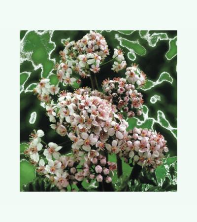Schildblad (Darmera peltata) moerasplant (6-stuks)