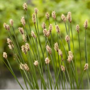 Afbeelding Gewone waterbies (Eleocharis palustris) moerasplant - 6 stuks door Tuinexpress.nl