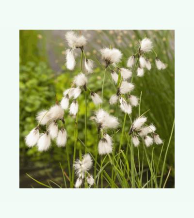 Veenpluis (Eriophorum angustifolium) moerasplant (6-stuks)