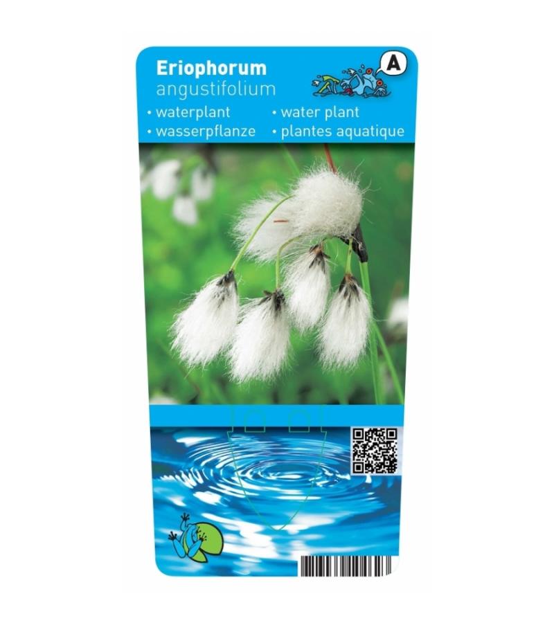 Veenpluis (Eriophorum angustifolium) moerasplant (6-stuks)
