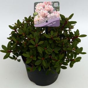 Afbeelding Dwerg rododendron (Rhododendron "Ginny Gee") heester door Tuinexpress.nl