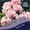 Dwerg rododendron (Rhododendron "Ginny Gee") heester
