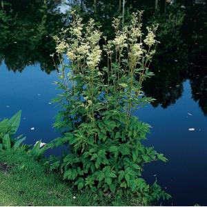 Afbeelding Moerasspirea (Filipendula ulmaria) moerasplant - 6 stuks door Tuinexpress.nl