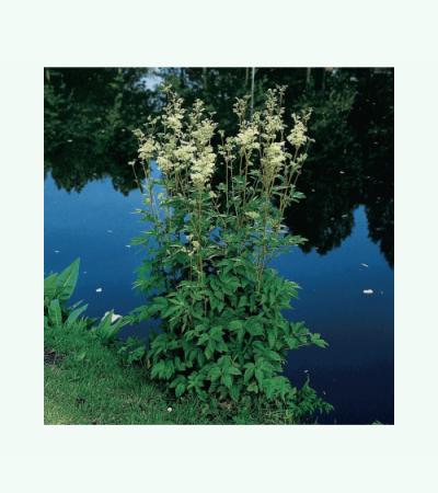 Moerasspirea (Filipendula ulmaria) moerasplant (6-stuks)