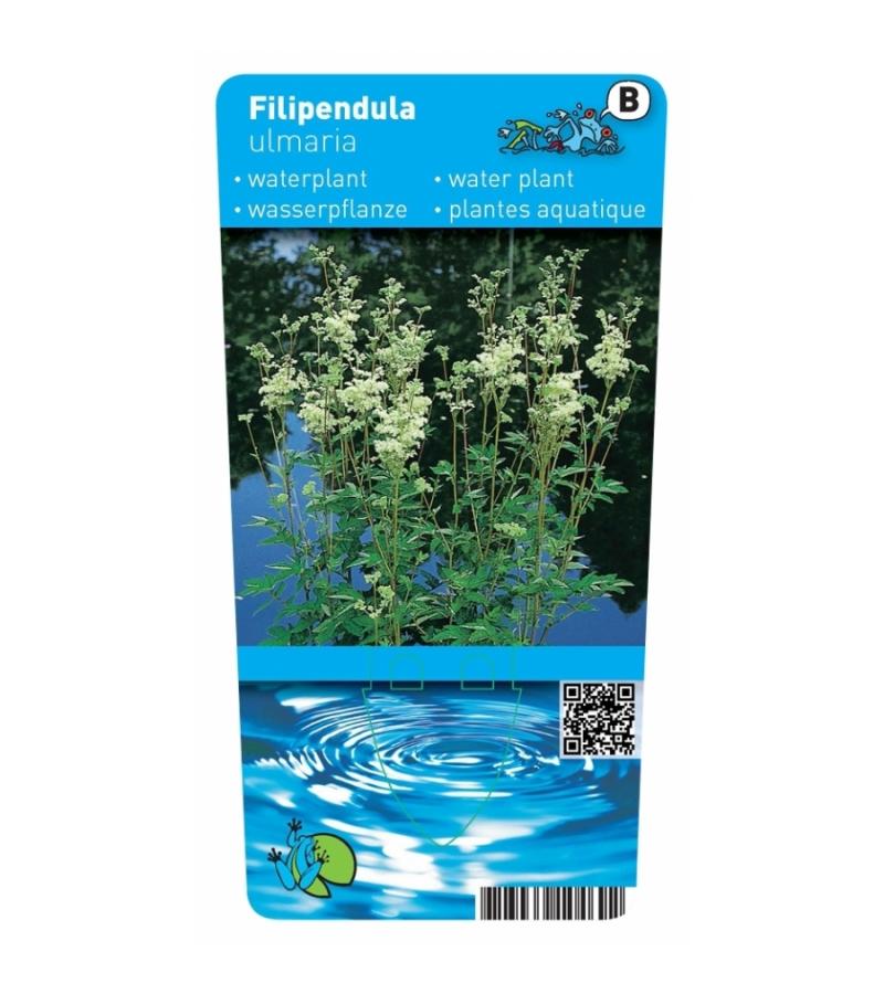 Moerasspirea (Filipendula ulmaria) moerasplant (6-stuks)