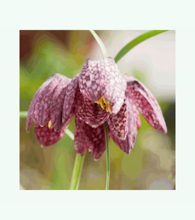 Kievitsbloem (Fritillaria meleagris) moerasplant (6-stuks)