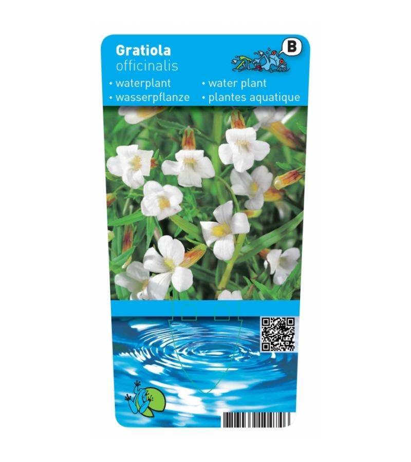 Genadekruid (Gratiola officinalis) moerasplant (6-stuks)