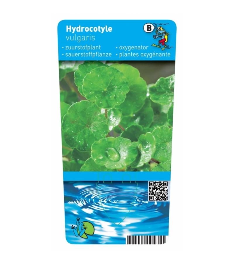 Gewone waternavel (Hydrocotyle vulgaris) zuurstofplant (6-stuks)