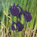 Japanse iris (Iris ensata) moerasplant (6-stuks)