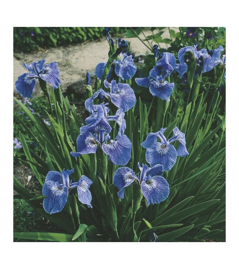 Borstelige iris (Iris Setosa) moerasplant (6-stuks)