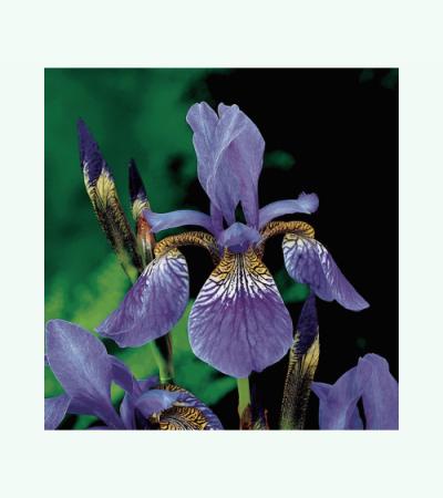 Siberische iris (Iris Sibirica) moerasplant (6-stuks)