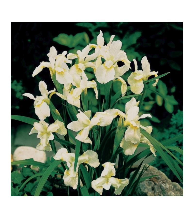 Witte Siberische iris (Iris Sibirica “Snow Queen”) moerasplant
